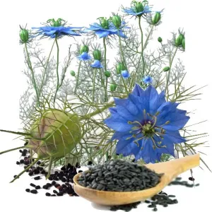 Black Cumin Seed Organic Carrier Oil  (Nigella sativa)