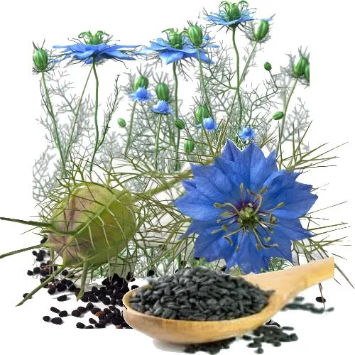 Black Cumin Seed Organic Carrier Oil  (Nigella sativa)