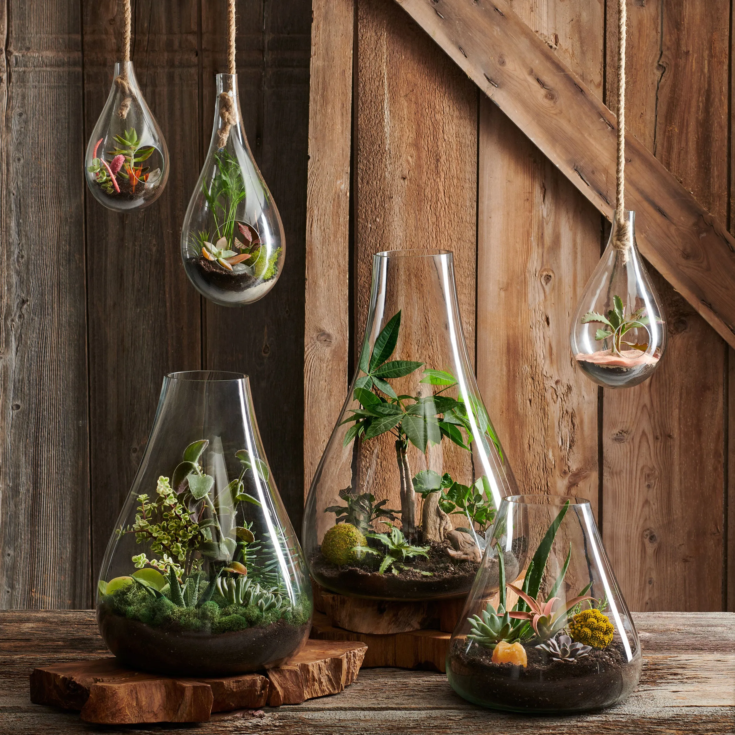 BOBOLI HANGING TERRARIUM
