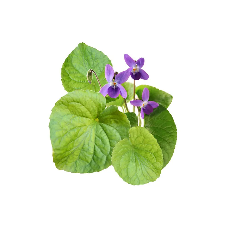 Violet Leaf Absolute Oil